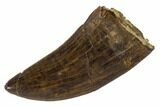 Serrated, Tyrannosaur Tooth - Judith River Formation, Montana #114009-1